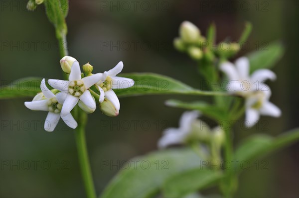 White swallow wort