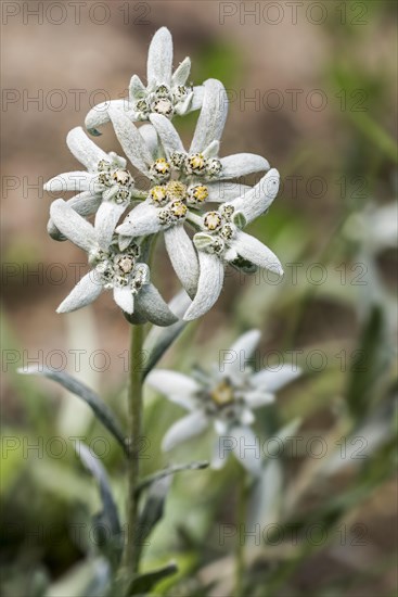 Edelweiss