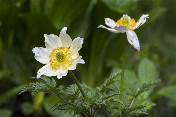 Alpine pasqueflowers