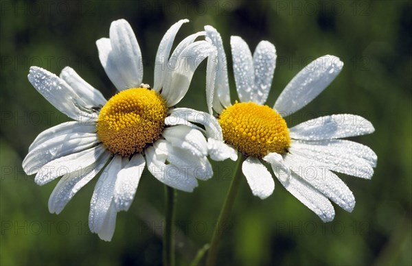 Marguerites