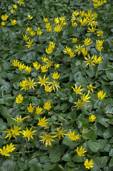 Lesser celandine