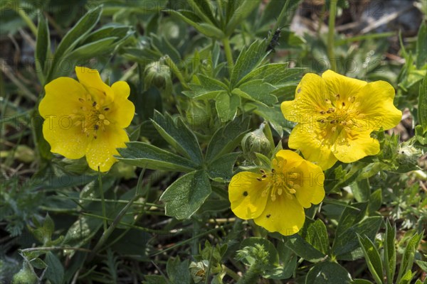 Alpine cinquefoil