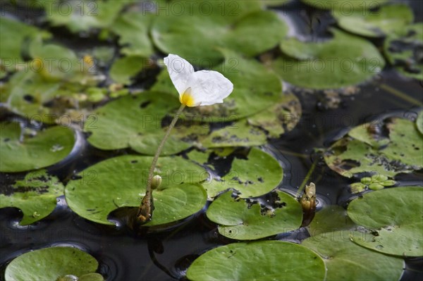 Common Frogbit