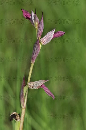 Tongue orchid