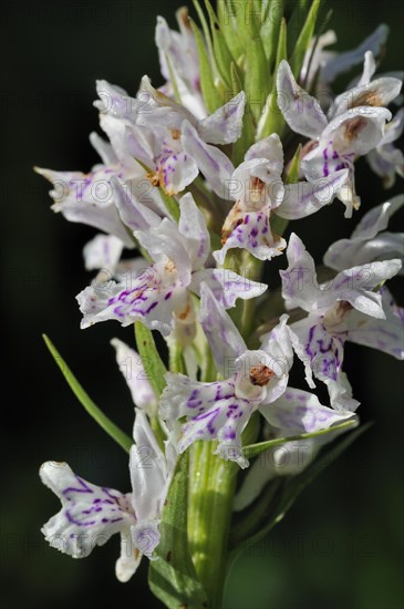 Heath Spotted Orchid