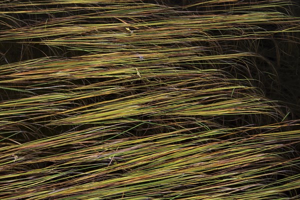 Leaves of Northern Bur-Reed