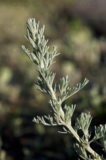 Sea wormwood