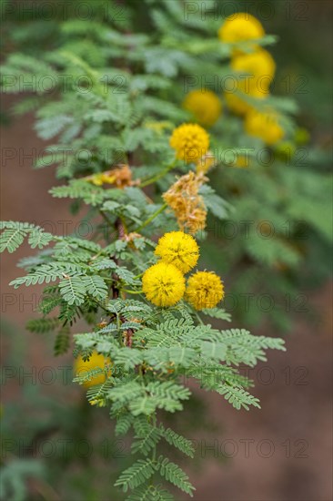 Whitethorn acacia