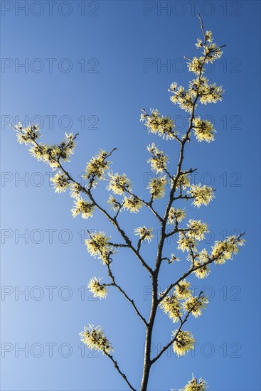 Hybrid witch hazel