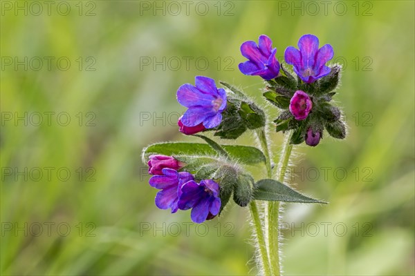 Mountain lungwort
