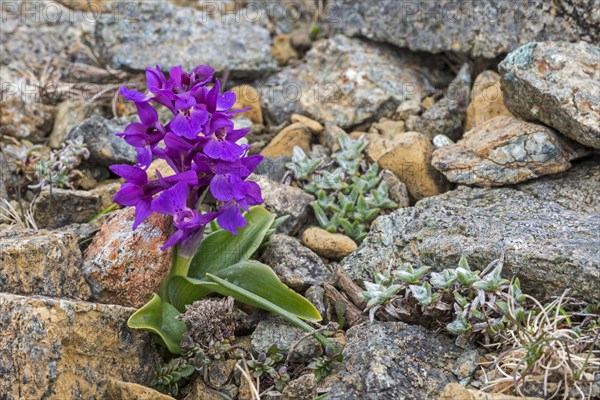 Early-purple orchid