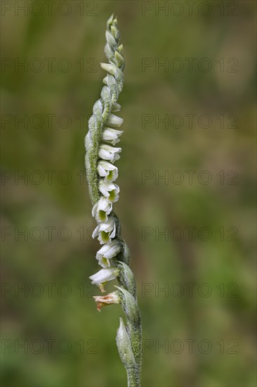 Autumn lady's-tresses