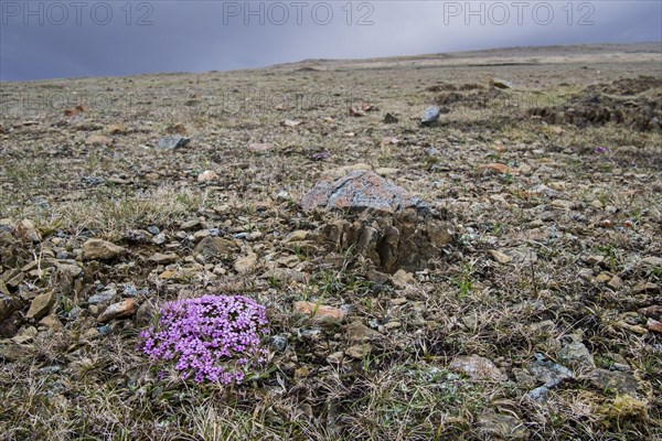 Moss campion