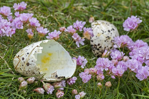 Predated egg shells of razorbill