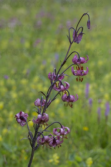 Martagon lily