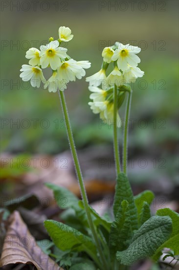 True oxlip