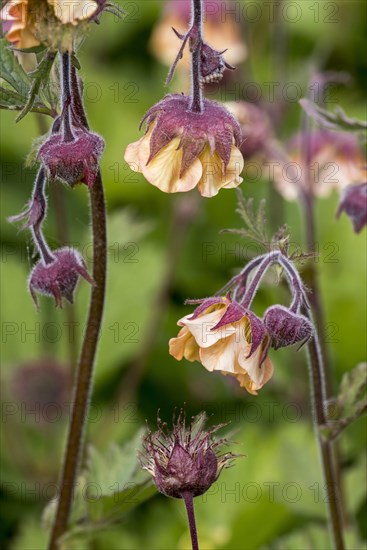 Scarlet avens