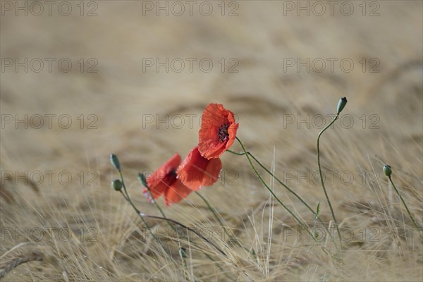 Common poppies