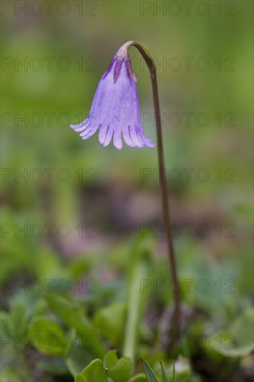 Dwarf snowbell