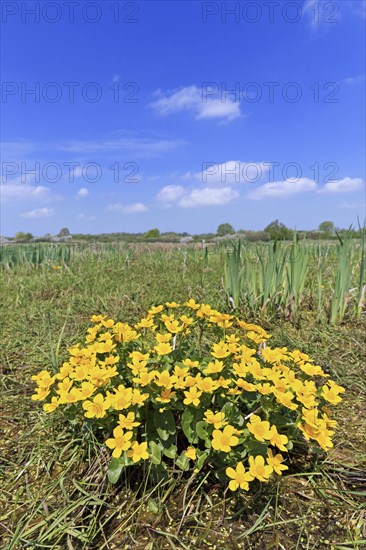 Marsh-marigold