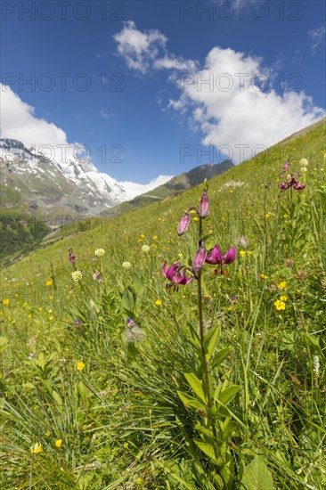 Martagon lily