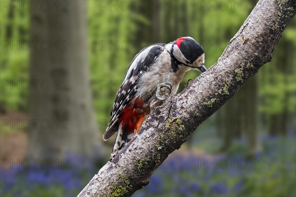 Great spotted woodpecker