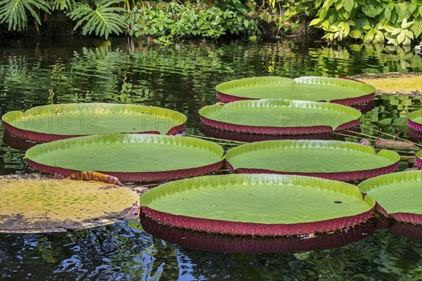 Floating leaves of the giant water lily