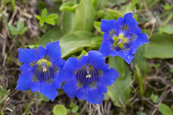 Stemless gentian