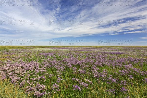 Common sea-lavender