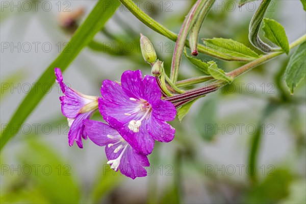 Great willowherb