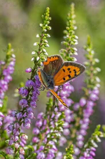 Small copper