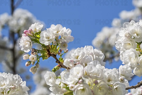 Japanese cherry