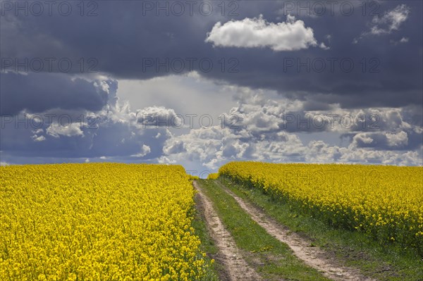 Farmland with dirt road