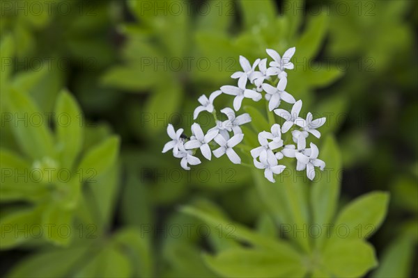 Sweetscented bedstraw