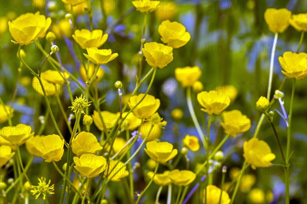 Meadow buttercup