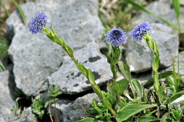 Common Globularia