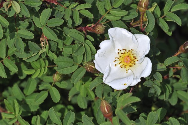 Burnet rose