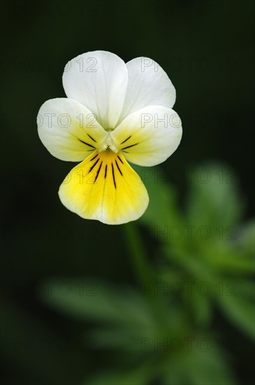 Wild pansy