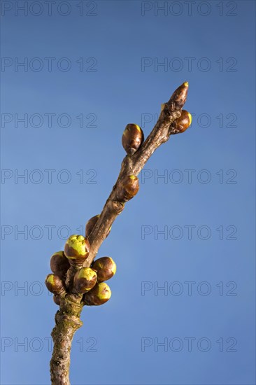 Flowering stage of wild cherry