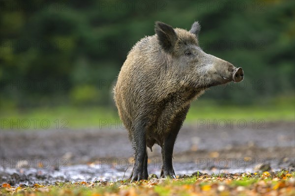 Solitary wild boar