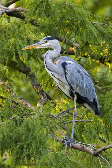 Grey heron