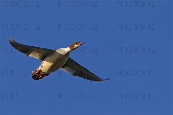 Goosander