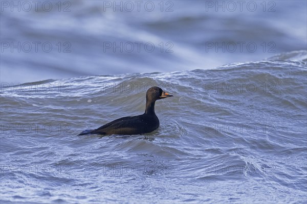 Common scoter