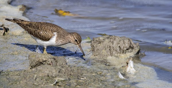 Common sandpiper