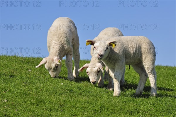 Domestic Texel sheep