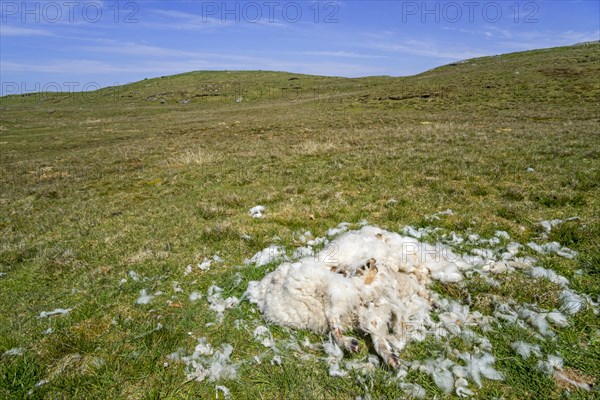 Dead sheep lying in moorland