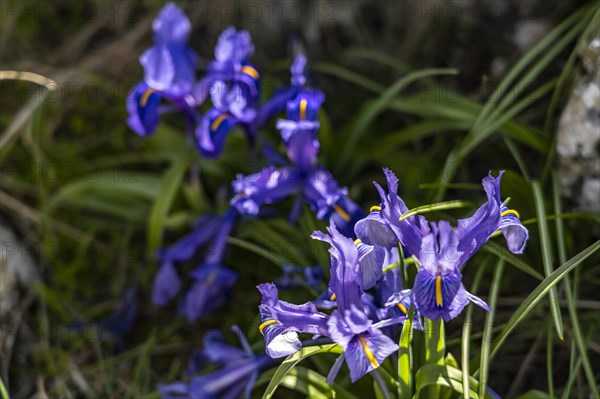 Wild irises along the Rio Bailon hiking trail near Zuheros