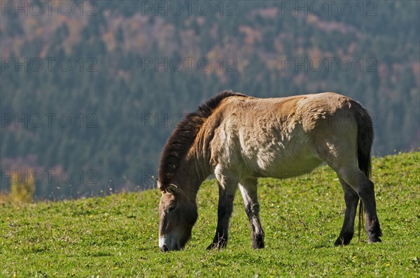 Przewalski Horse