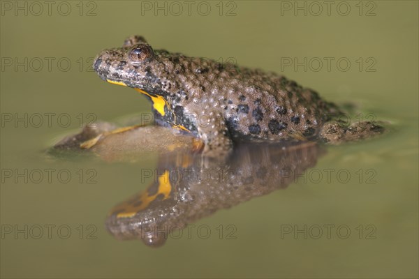 Yellow-bellied toad