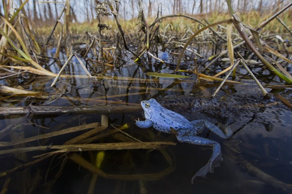 Moor Frog